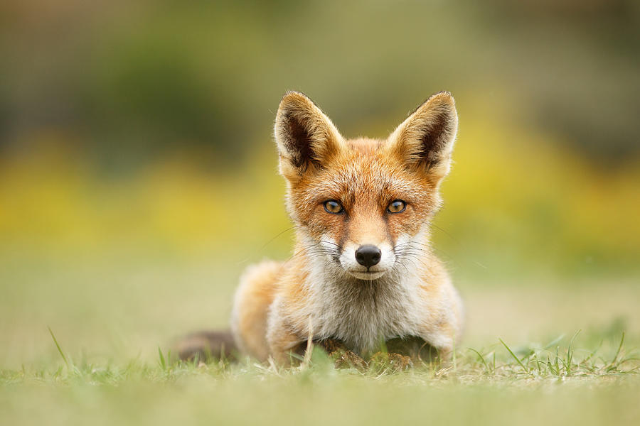 Animal Photograph - HypnoFox by Roeselien Raimond