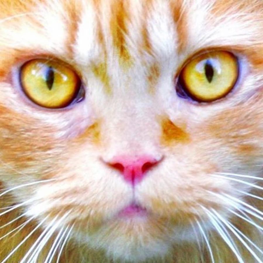 Cat Photograph - Hypnotic Cat Looking At You!

#cat by Elizabeth Whycer