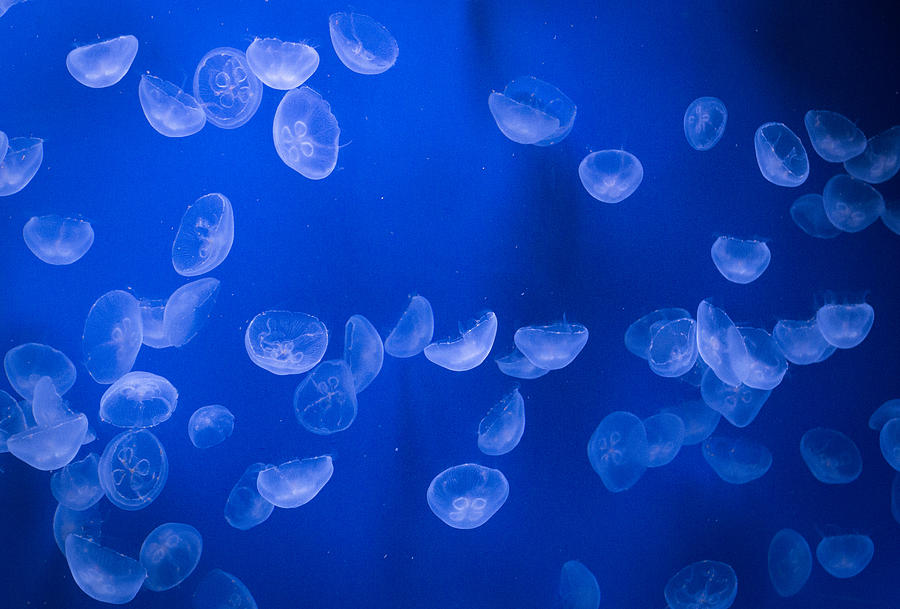 Hypnotic Jellyfish Photograph by Matthia Cortesi - Fine Art America