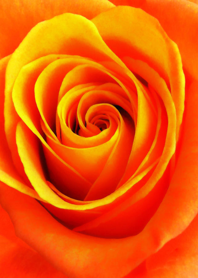 Hypnotic Orange Photograph by Nathan Little