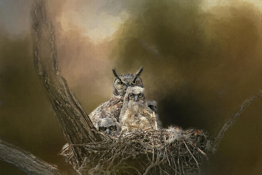 Owl Photograph - Hypnotized by Donna Kennedy