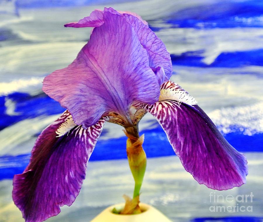 I Am An Iris Painting by Marsha Heiken
