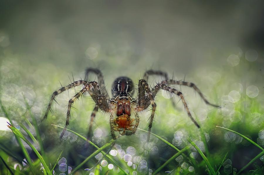 Spider Photograph - I Am Back To You by Erwin Astro