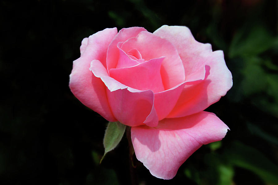 Rose Photograph - I am Blushing by Debra Orlean