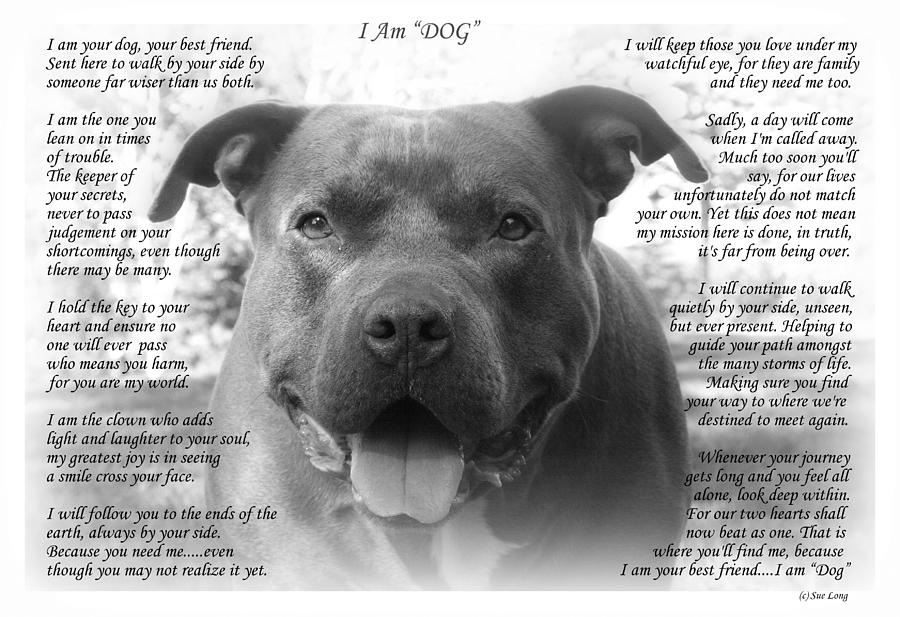 Pitbull Photograph - I Am DOG by Sue Long