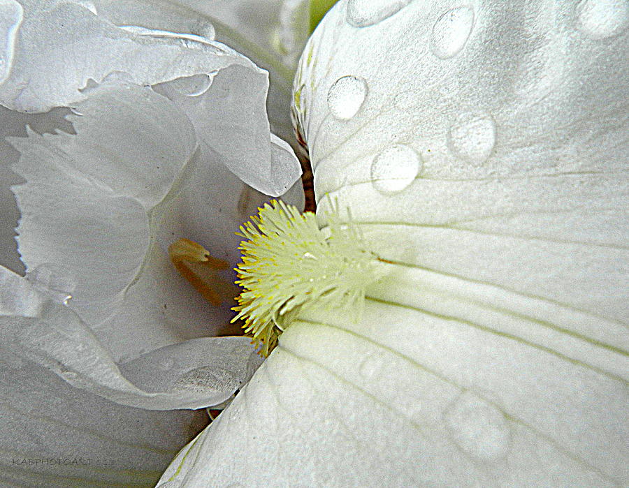 I am Me White Iris 1 Photograph by Kathy Barney