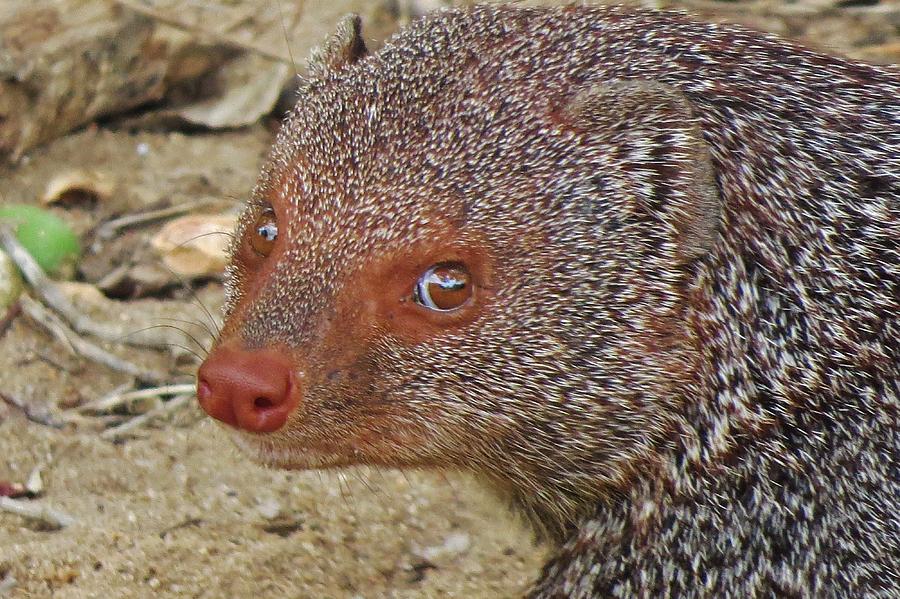Mongoose Photograph - I Am Mongoose Essential by Kathleen Cicchetti Mongoose Photograph - I Am Mongoose Essential by Kathleen Cicchetti