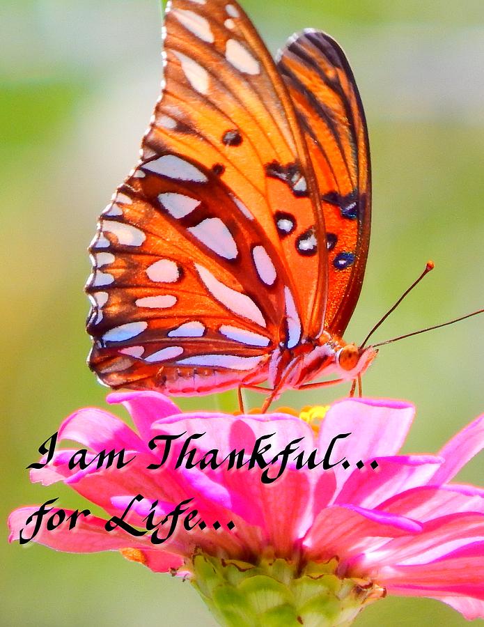 I am Thankful for Life Photograph by Virginia White