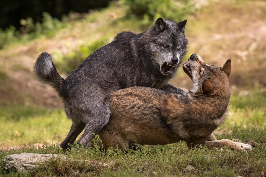 Wolves Photograph - I Am The Boss by Sebastian Graf