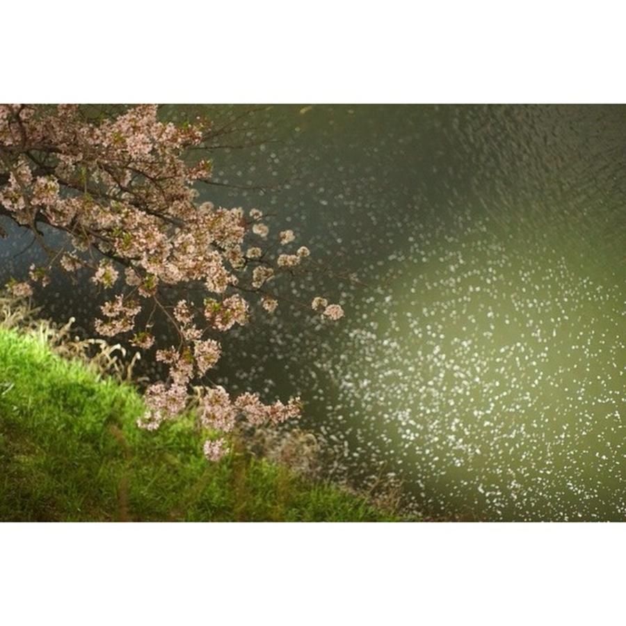 Spring Photograph - I Am The Cherry Blossoms At Night by Yuka Uemura