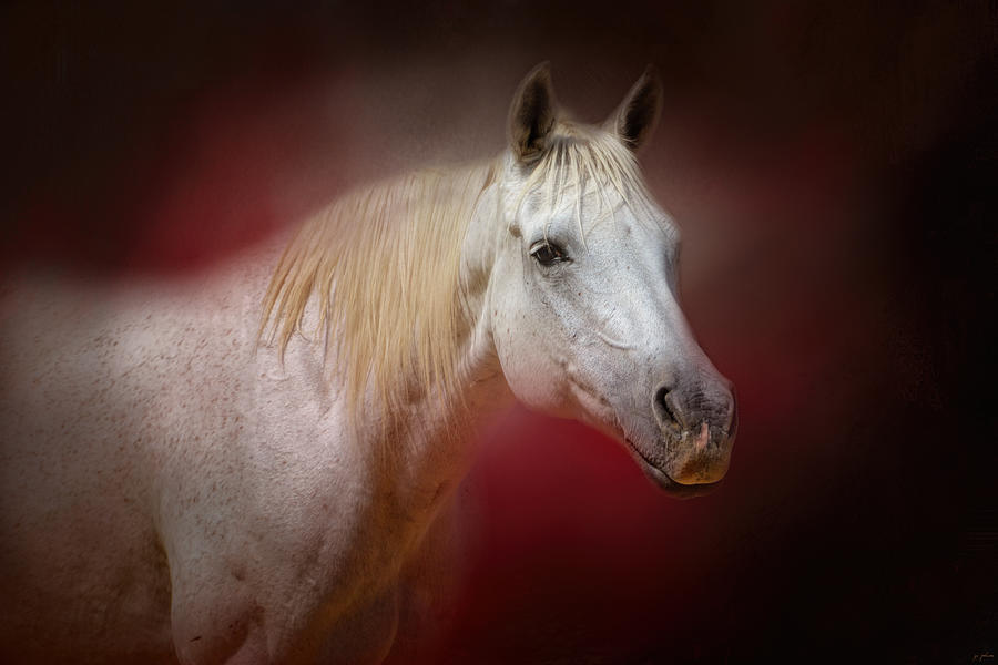 Horse Photograph - I Am The Light by Jai Johnson