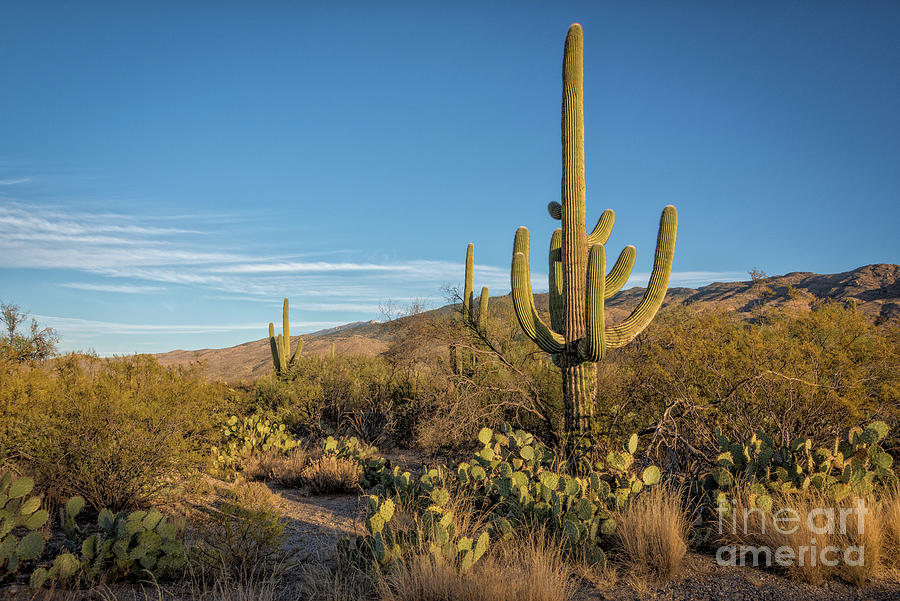 I Am the Tallest Saguaro Photograph by David Levin