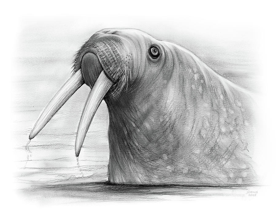 I am the Walrus Drawing by Greg Joens Fine Art America