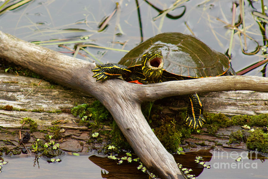 I Am Turtle, Hear Me Roar Photograph by Sean Griffin