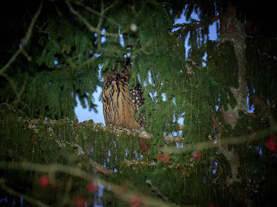 I am watching you. Eurasian Eagle Owl Photograph by Jouko Lehto