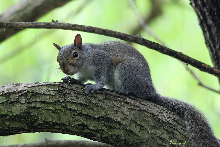 Squirrel Photograph - I Am Watching You by Trina Ansel