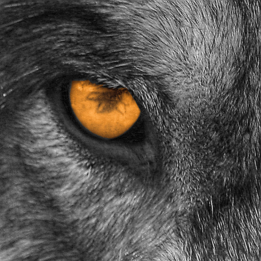Wildlife Photograph - I Am Wolf by Shari Jardina