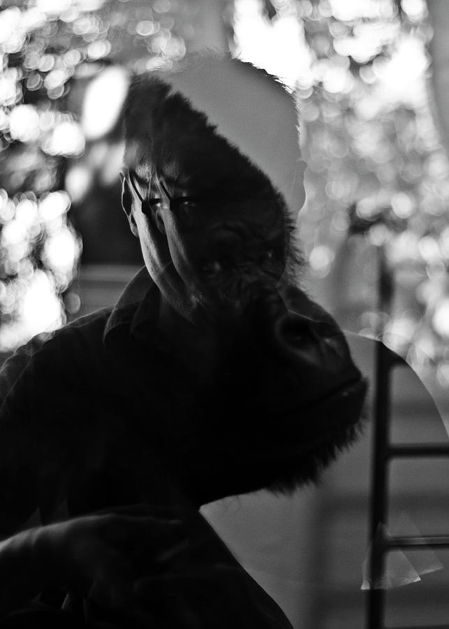 Gorilla Photograph - I Am You by Miroslava Jurcik