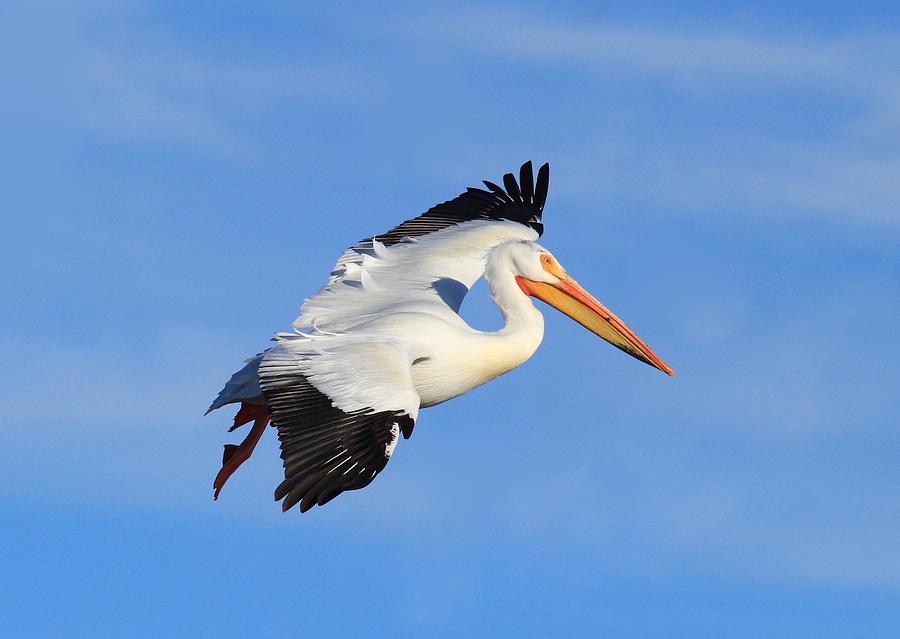 Pelican Photograph - I beleive I can fly by Lynn Hopwood