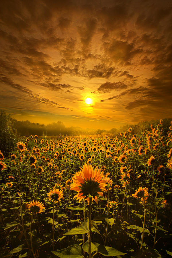 I Believe In New Beginnings Photograph by Phil Koch