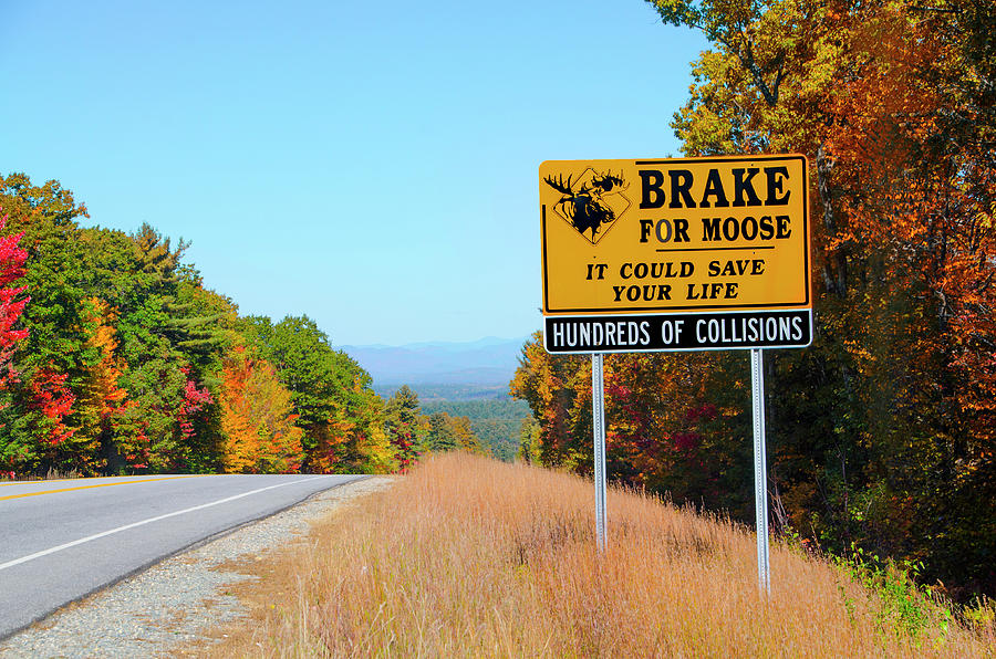 I Brake for Moose - Ossipee New Hampshire Photograph by Bill Cannon