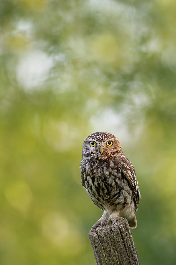 Owl Photograph - I C U - Little owl watching the photographer by Roeselien Raimond