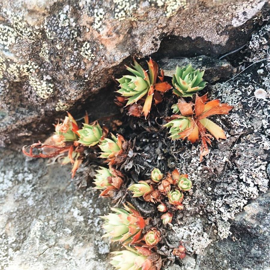 Alaska Photograph - I Call These Alaskan Succulents by Kristen Holbrook