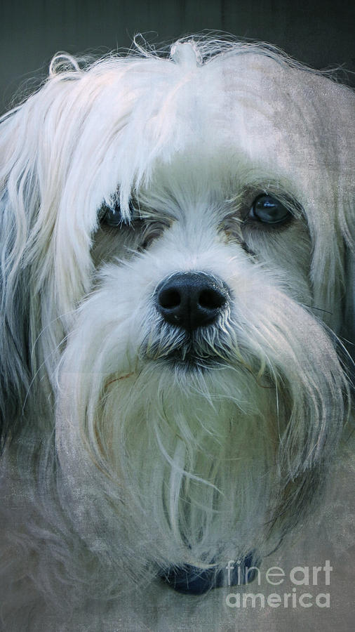 I Can Explain - Dog Mania Print Photograph by Ella Kaye Dickey
