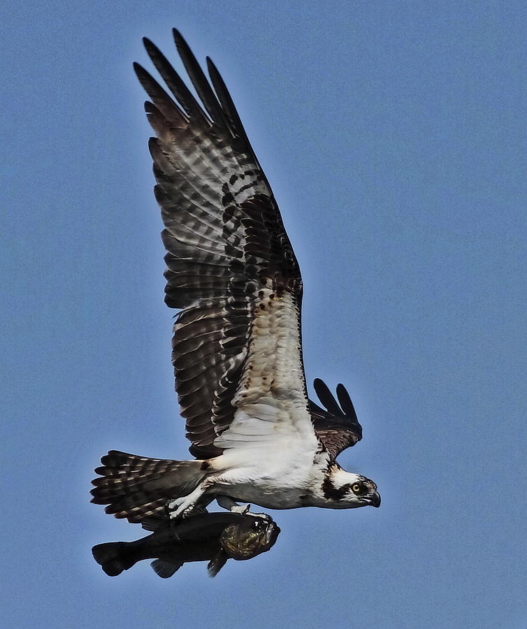 Osprey Photograph - I Can Fly by Linda C Johnson Osprey Photograph - I Can Fly by Linda C Johnson