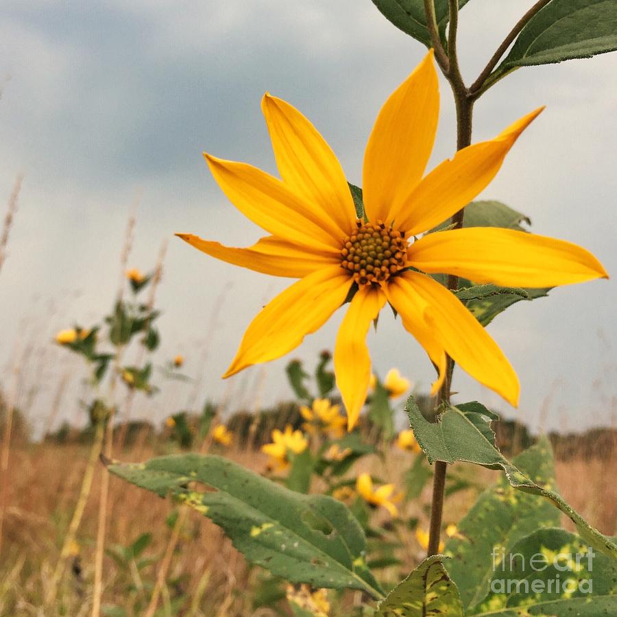 I Can Hear the Prairies Calling Out Your Name by Kristen Kopp I Can Hear the Prairies Calling Out Your Name by Kristen Kopp