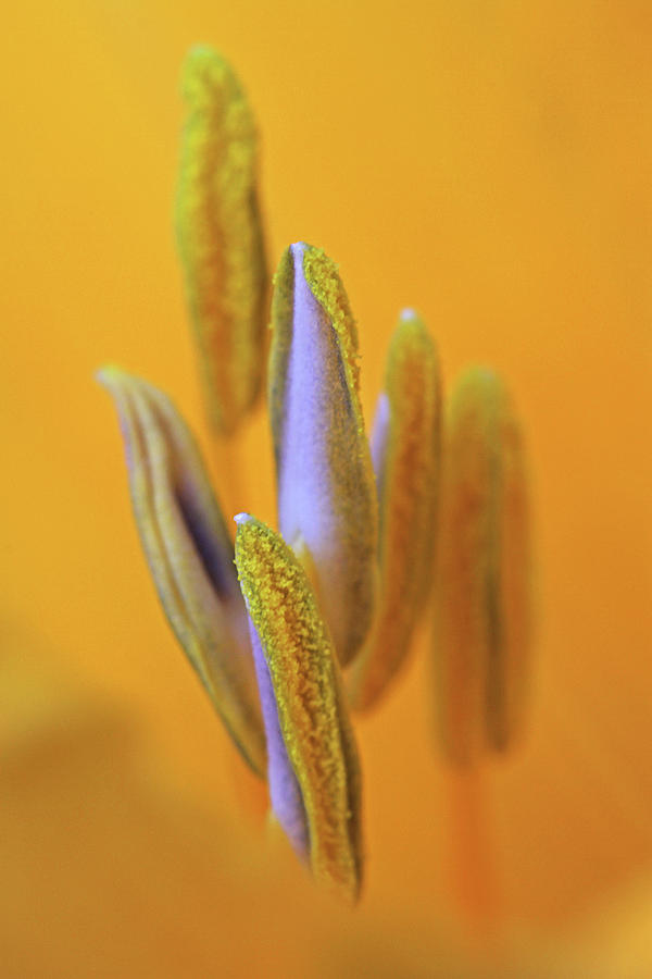 I Can Lift You Up Photograph by Juergen Roth I Can Lift You Up Photograph by Juergen Roth