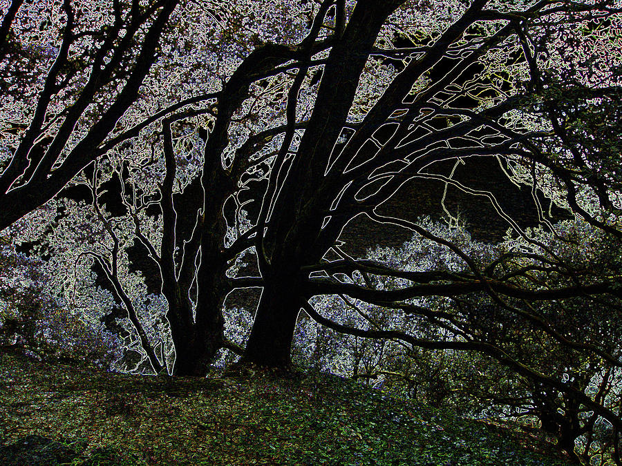 Tree Photograph - I can see fairies by Roberto Alamino
