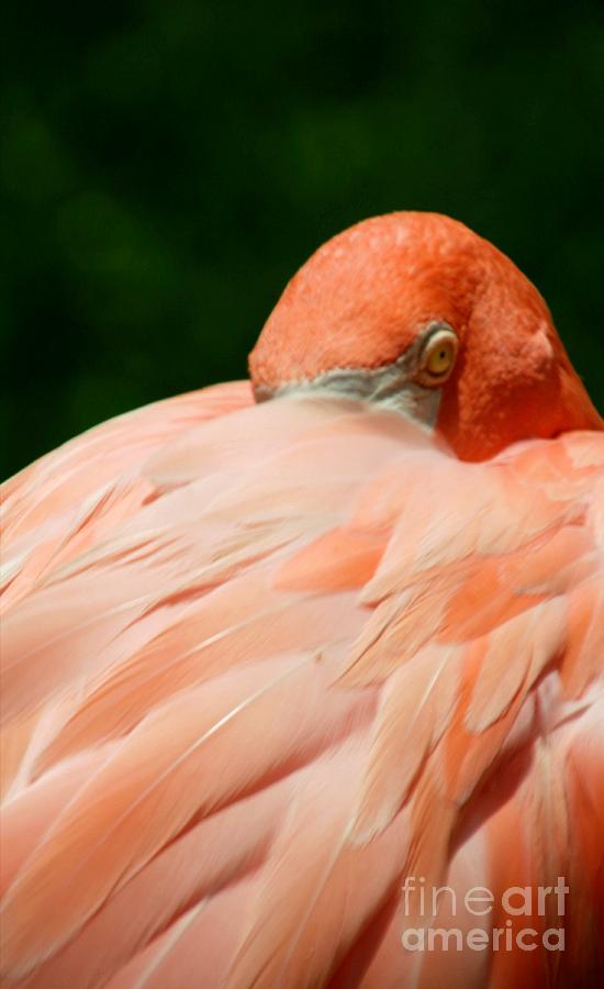 Flamingo Photograph - I Can See You There by Sheryl Unwin