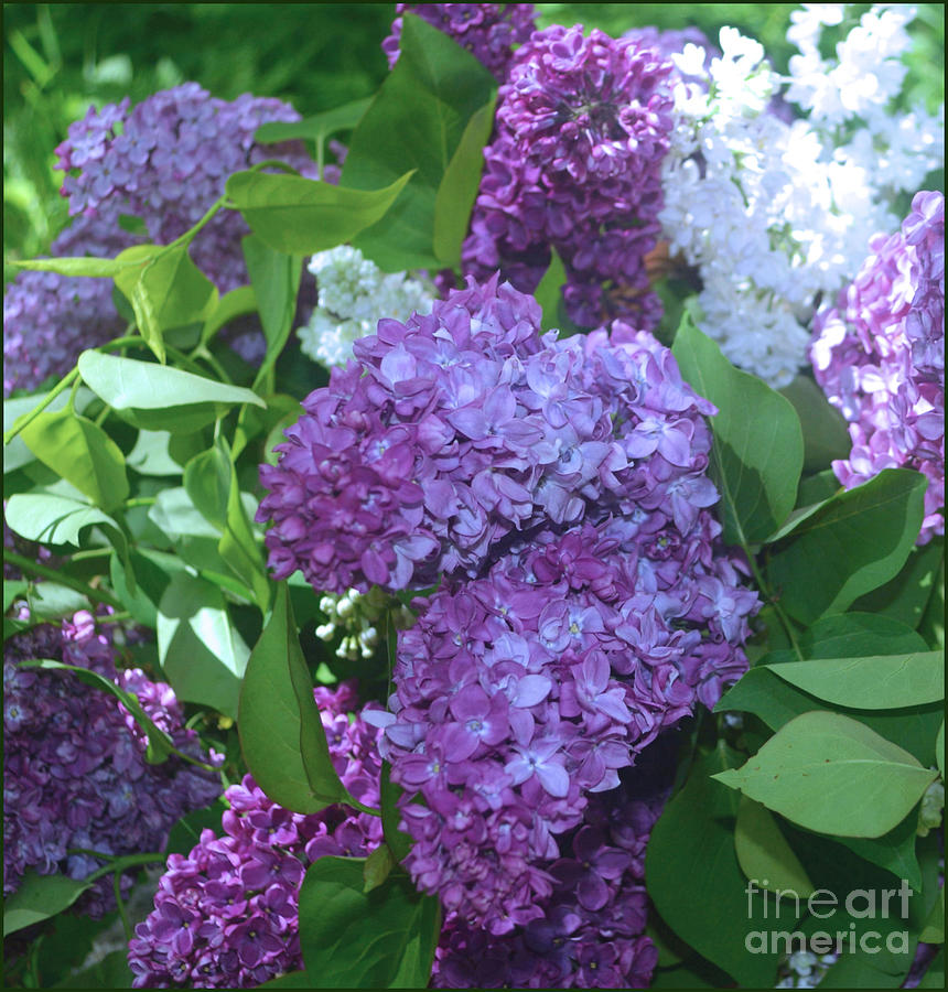 I Can Smell These Lilacs Photograph by Luv Photography