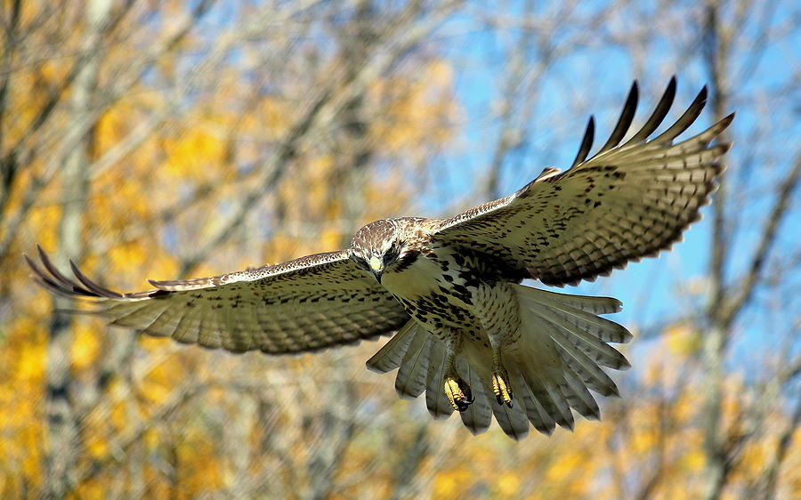 I Can Soar Like A Hawk Photograph by Rosanne Jordan - Fine Art America