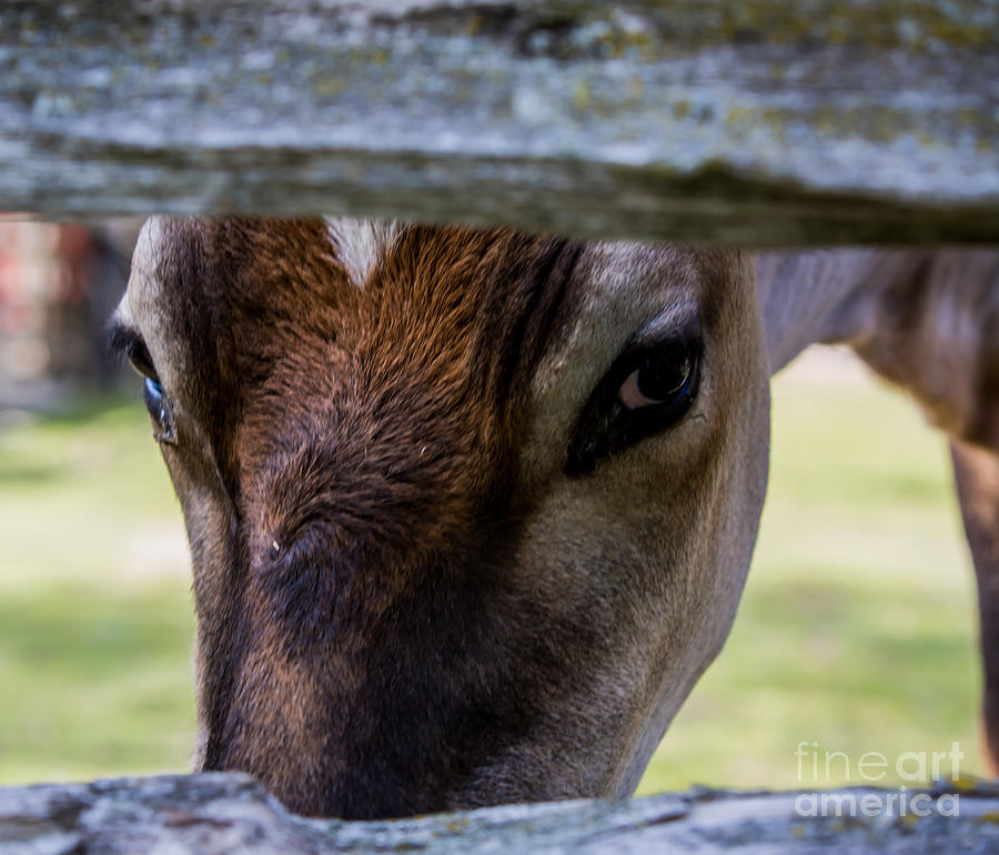 I Can Still See You Photograph by Olga Photography - Pixels