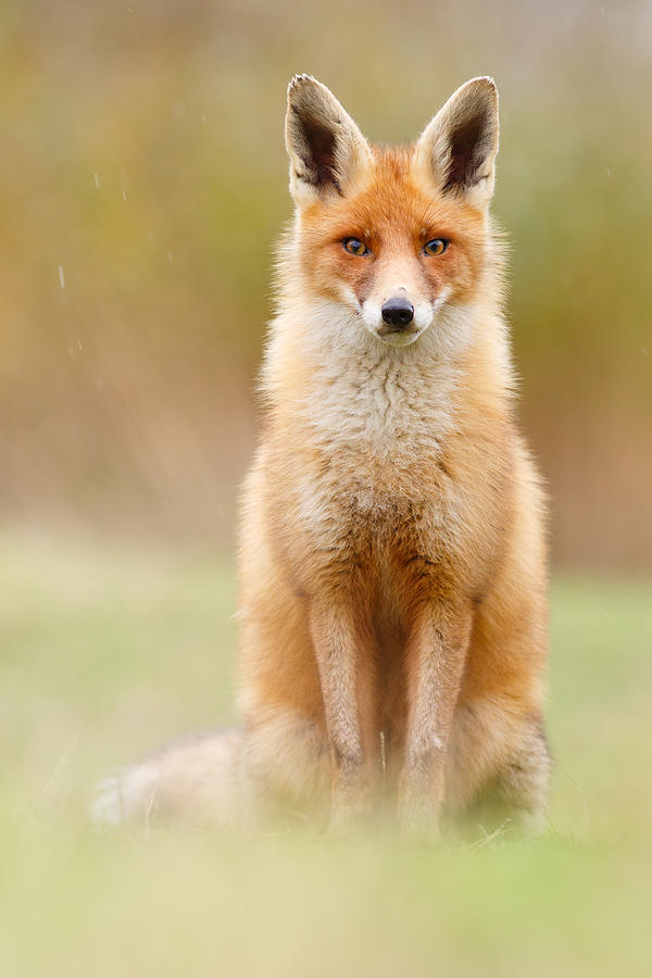 Wildlife Photograph - I Cant Stand the Rain by Roeselien Raimond