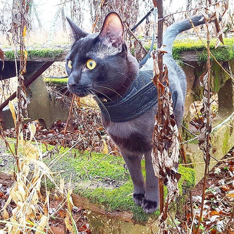 Nature Photograph - I Cant Wait Until Its Green And by Sirius Black Adventure Cat