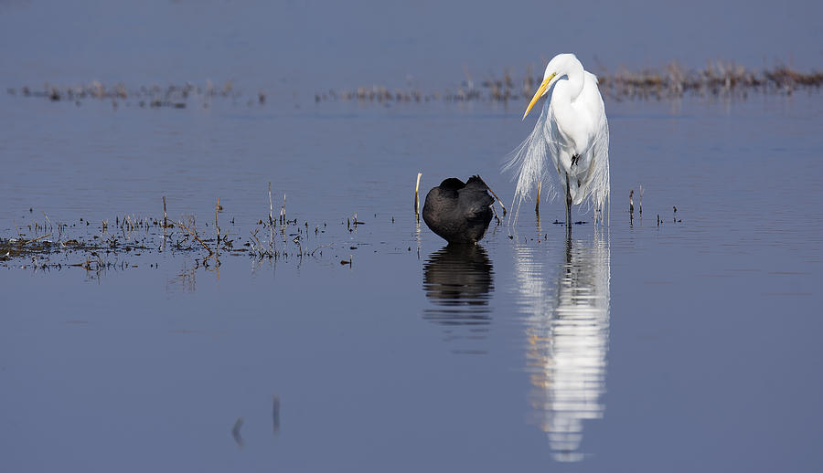 I Cant Work Like This -- Egret and Coot at Merced National Wildlife Refuge, California Photograph by Darin Volpe