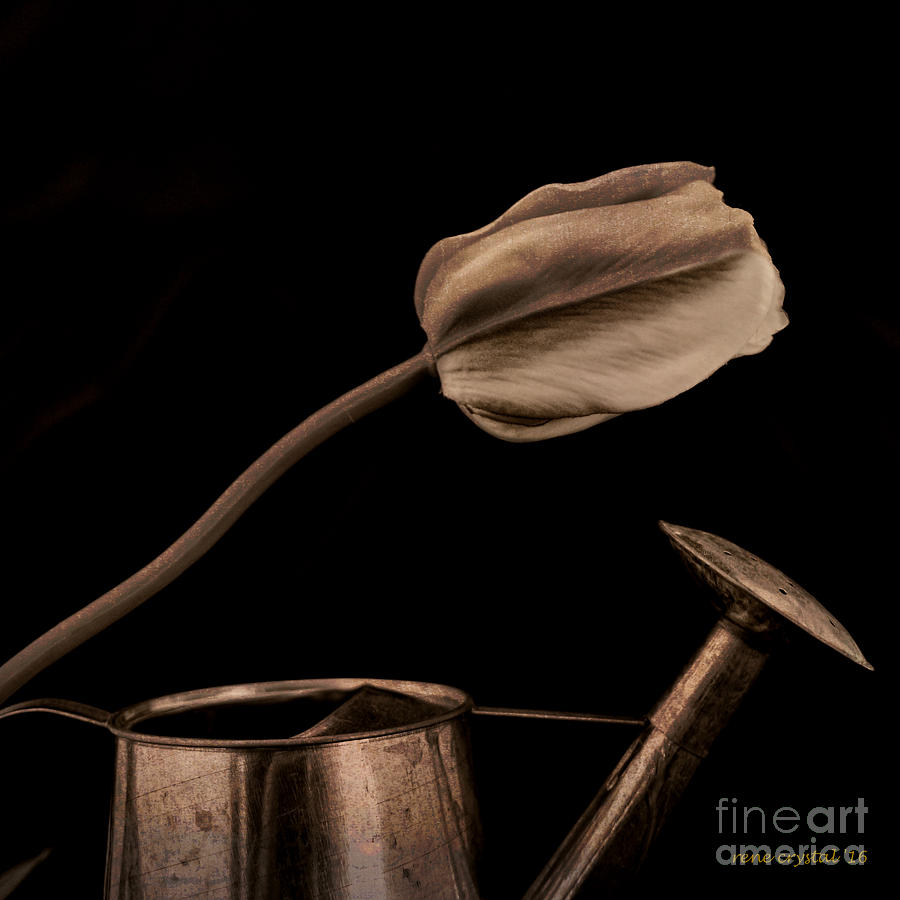 Tulip Photograph - I depend on you... by Rene Crystal