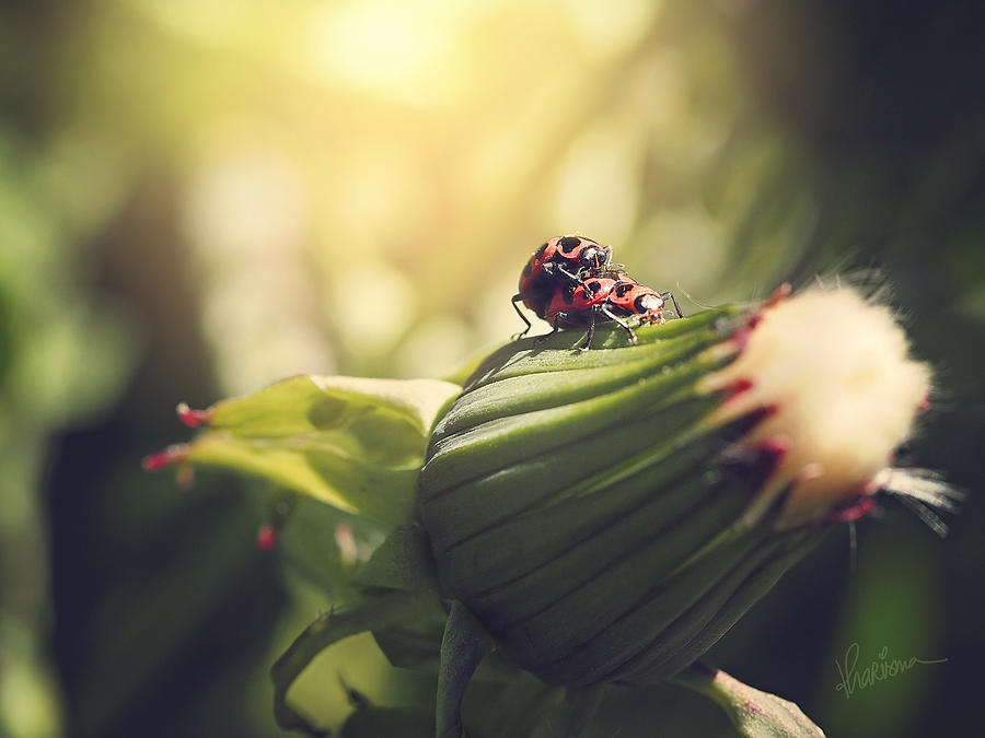 Ladybugs Photograph - I Do by Kharisma Sommers