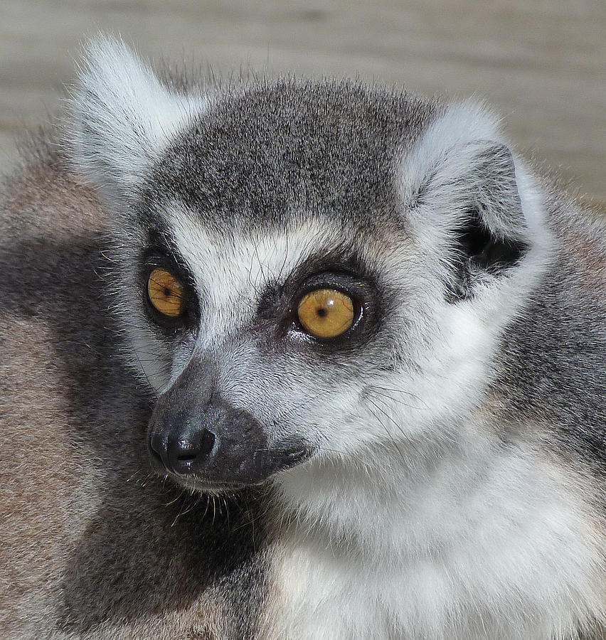 Wildlife Photograph - I Do Not Believe It - Ring-tailed Lemur by Margaret Saheed