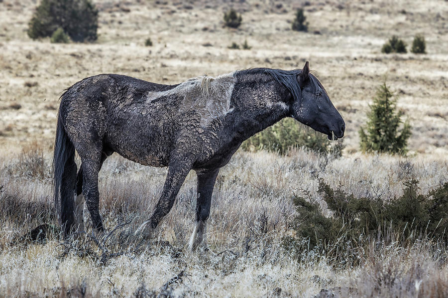 I Dont Mind Getting Dirty Photograph by Belinda Greb