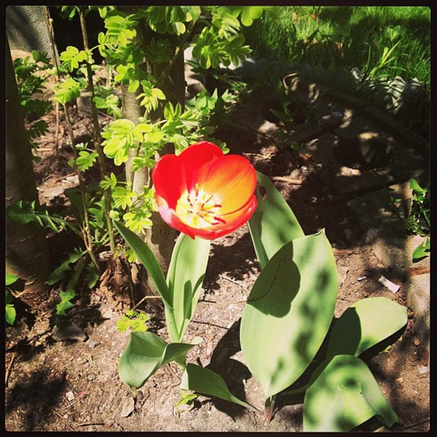 I Dont Recall Planting Tulips Photograph by Jordan Lundrigan