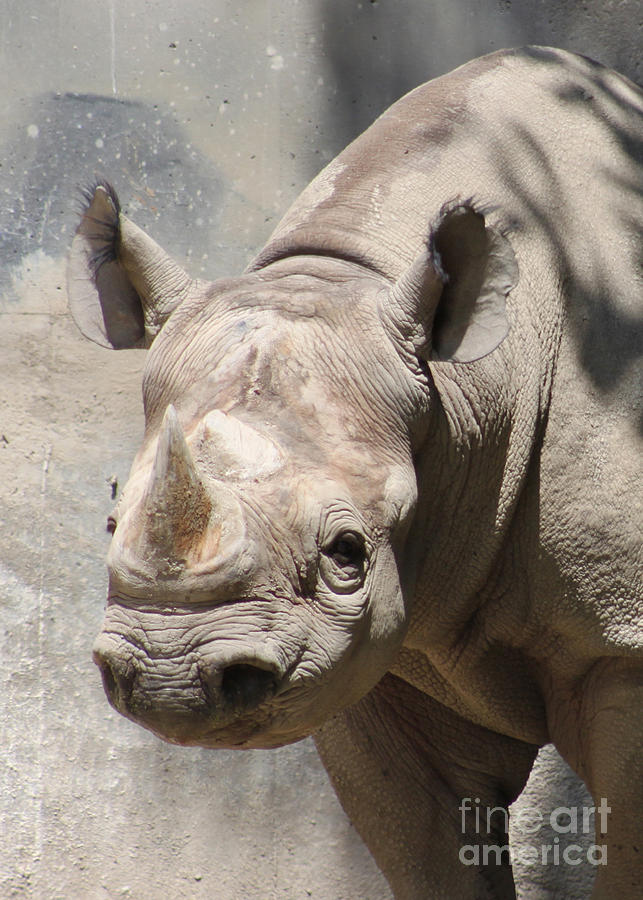 Wildlife Photograph - I Dream of Rhinoplasty by Roy Anthony Kaelin