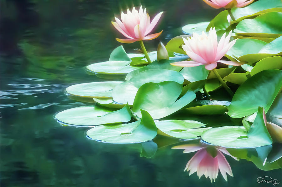 I Dream of Water Lilies Photograph by Dee Browning