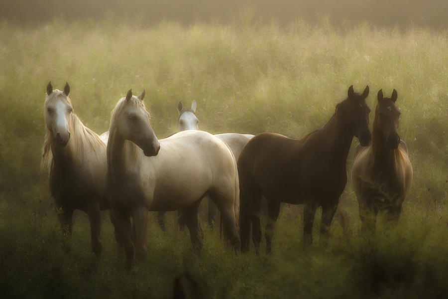 I Dreamed of Horses Photograph by Ron  McGinnis