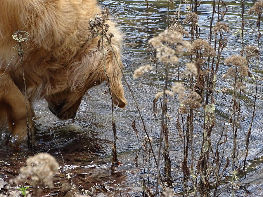I dropped my ball in the pond Photograph by Mary Halpin