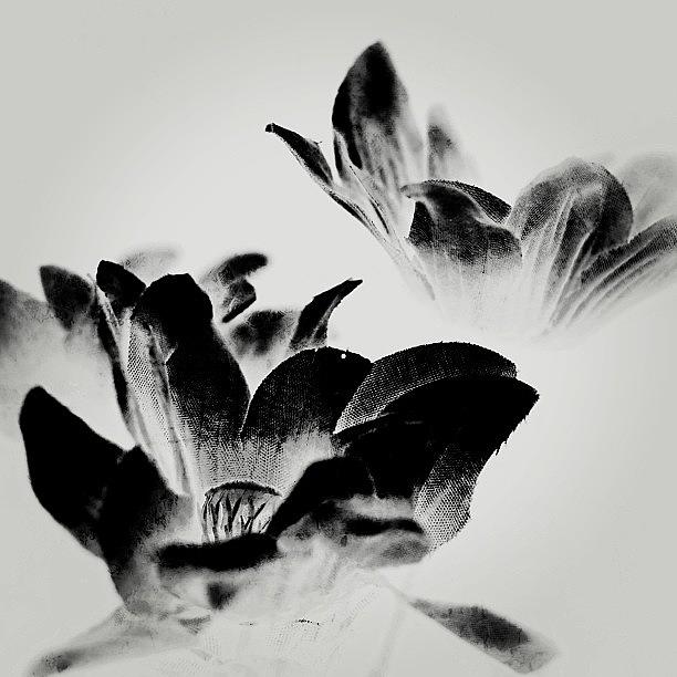Flower Photograph - I Edited This Photo Beyond Recognition! by Jesse Vargas