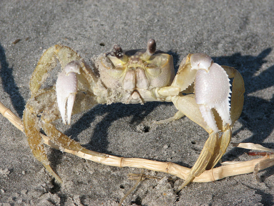 I Feel Crabby Photograph by Creative Solutions RipdNTorn